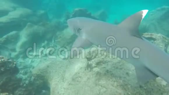 加拉帕戈斯群岛上一条白嘴的暗礁鲨鱼视频的预览图