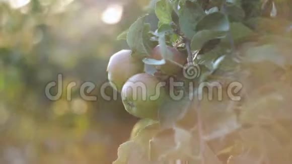 日落时苹果果园里苹果树的树枝上的苹果视频的预览图