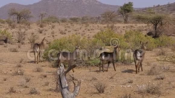 沙漠中的灌木丛中的羚羊水獭和草木的绿叶视频的预览图