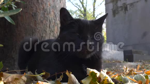 一只黑猫在蒙马特公墓休息视频的预览图