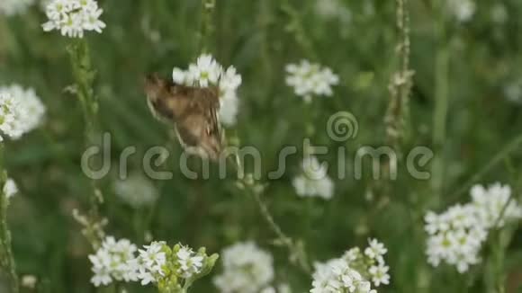 一只大蝴蝶飞过洁白的花朵狂野的大自然视频的预览图