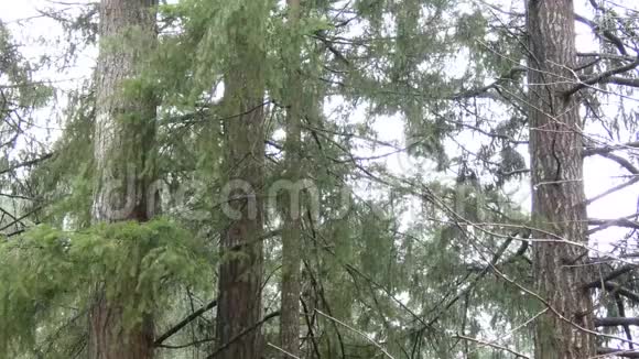 微风吹拂着松树的枝条视频的预览图