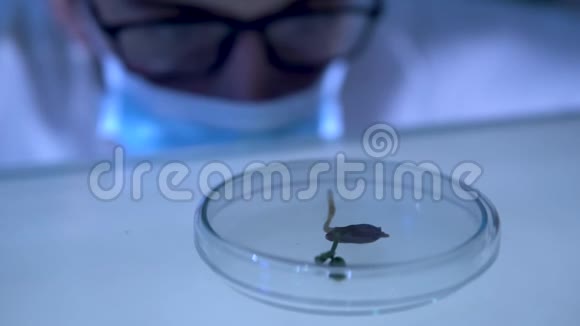 科学家在培养皿中进行植物实验视频的预览图