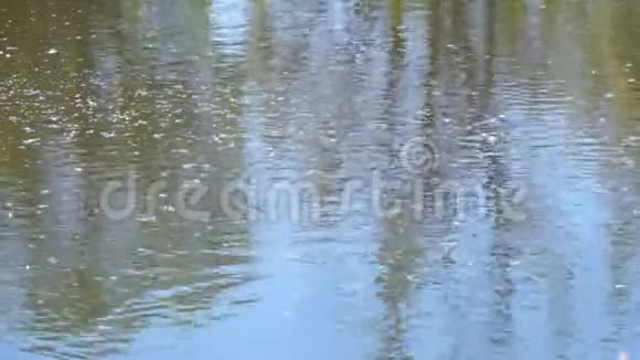 池塘河流或湖泊表面的小杨毛视频的预览图