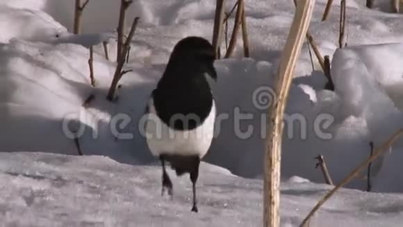 喜鹊在雪地里醒来视频的预览图