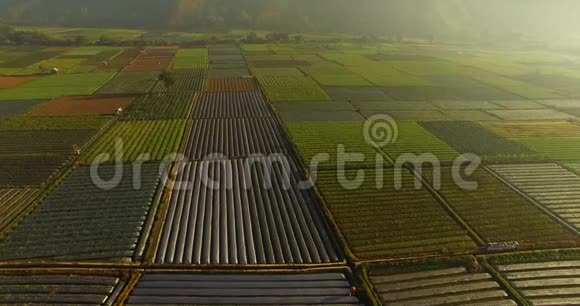 清晨阳光明媚的空中稻田视频的预览图