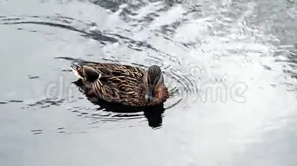 冬天鸭子在冻水上是野生的视频的预览图