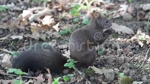 一只灰色小松鼠尾巴浓密坐在落叶上吃坚果视频的预览图
