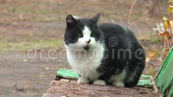 猫坐在长凳上视频的预览图