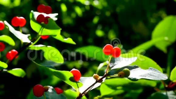 阳光林金银花的浆果和叶子视频的预览图