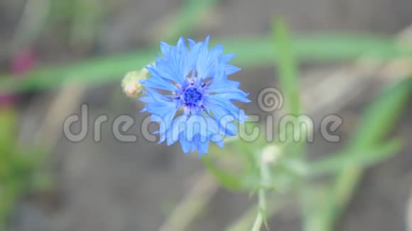天然背景上的野生蓝花矢车菊视频的预览图