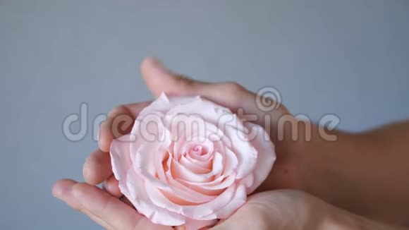 在灰色背景下男人手中的粉色玫瑰视频的预览图