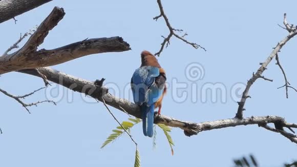 热带雨林中白喉翠鸟视频的预览图