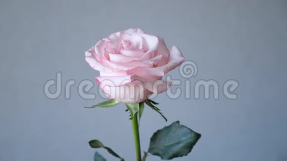 灰色背景的粉色玫瑰花排列视频的预览图