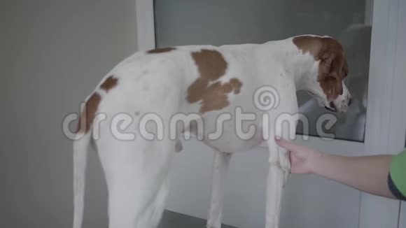 兽医诊所的英文指针犬美丽温柔的狗狗视频的预览图
