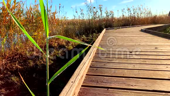 人走过一条小径在皮戈和奥利瓦的湿地自然公园拉马尔贾尔视频的预览图