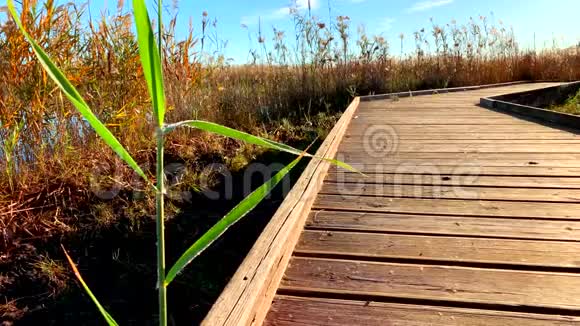 人走过一条小径在皮戈和奥利瓦的湿地自然公园拉马尔贾尔视频的预览图