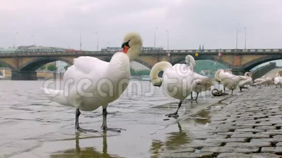 很少有白天鹅站在布拉格的伏尔塔瓦河岸边清理他的羽毛视频的预览图