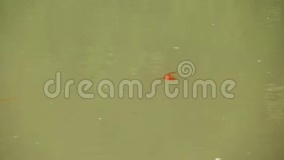 悲伤的杂种狗快乐的访客庇护所流浪狗收容所池中水中几条锦鲤鱼特写视频的预览图