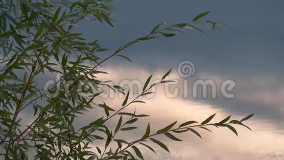 柳树的枝条傍晚在水面上长出叶子视频的预览图