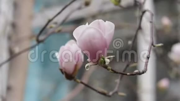 粉红色的玉兰花在城市街道上的一棵树上淡淡的春风视频的预览图