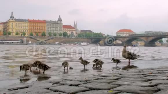 夏天灰鸭和她的小鸭子正在城里的石头码头上散步视频的预览图
