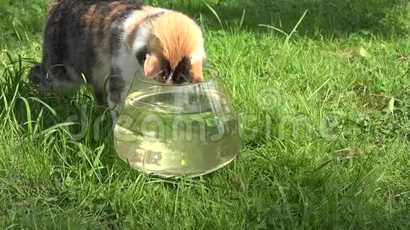 好奇的猫看着漂浮在玻璃水族馆里的鱼特写镜头4K视频的预览图