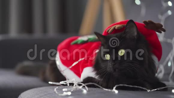 一只打扮成圣诞老人的黑色毛茸茸的猫的特写肖像躺在圣诞花环的背景上圣诞节视频的预览图