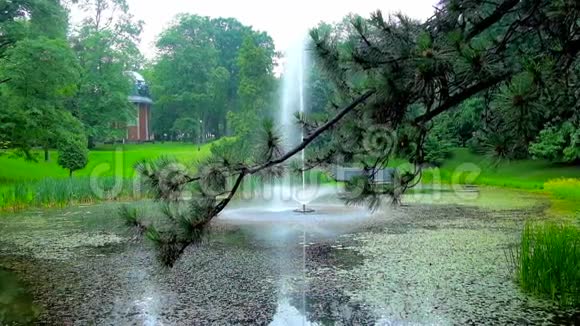 波兰Czestochowa公园的松树视频的预览图