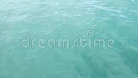 虎鱼漂浮在海中靠近海岸视频的预览图
