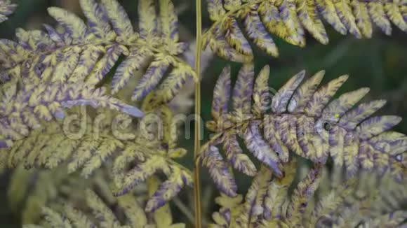 秋天西伯利亚森林的蕨类植物枯萎的叶子黄灰色萎蔫的蕨叶视频的预览图