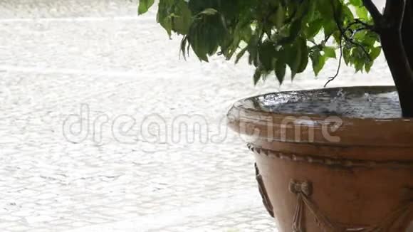 雨水滴在花盆里视频的预览图