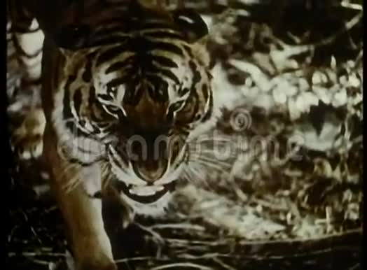 老虎在巡逻视频的预览图