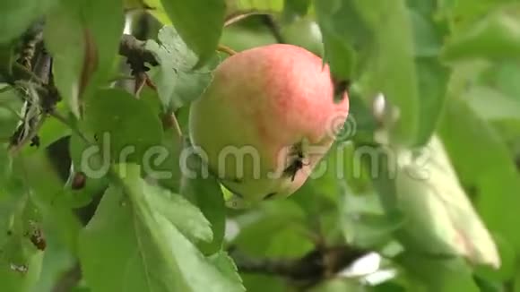特写一个挂在树枝上的大红苹果苹果赤霉病感染的水果视频的预览图