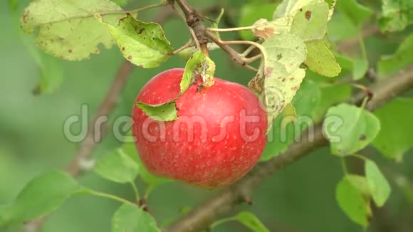 树枝上的红苹果使苹果树结痂苹果病视频的预览图