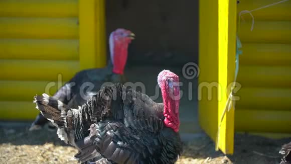 村里的农场里有免费的火鸡土耳其科克土耳其家禽饲养场农业家禽生产视频的预览图