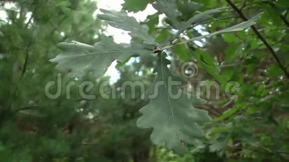 阴天青橡树在树枝上叶子视频的预览图