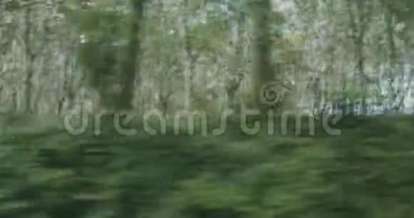 在森林路上开车视频的预览图