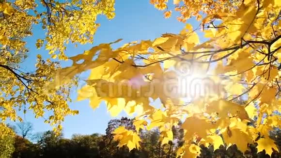 黄秋叶在阳光下相机的水平运动缓慢视频的预览图