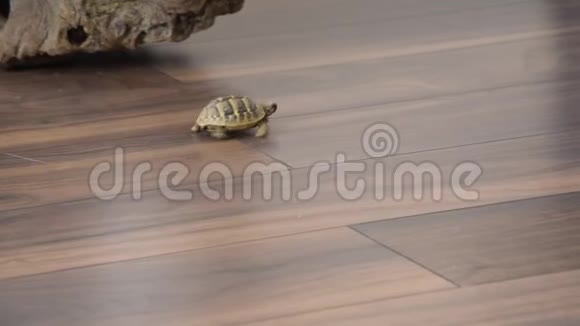 小乌龟在室内行走视频的预览图