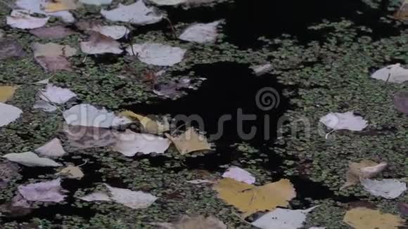 秋天的一天落叶漂浮在池塘或湖泊的暗水面上视频的预览图