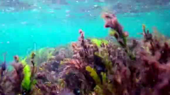 海水下的波涛汹涌着海藻视频的预览图