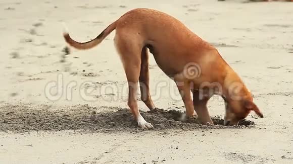 狗在海滩上挖沙子视频的预览图