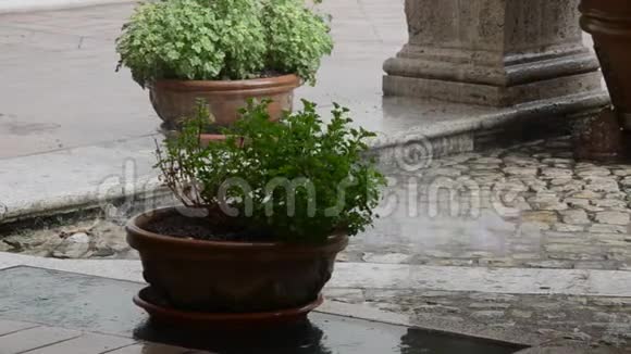 雨水滴在花盆里视频的预览图