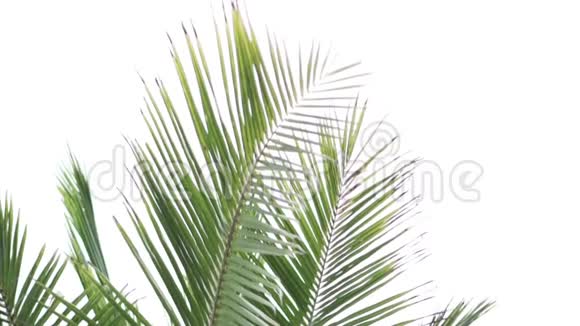 一片明亮的棕榈树叶子在风中摇曳视频的预览图