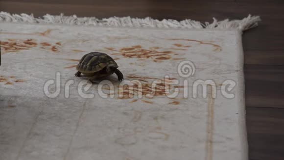 小乌龟在室内行走视频的预览图