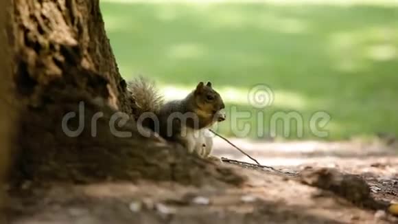 公园里的一只松鼠视频的预览图