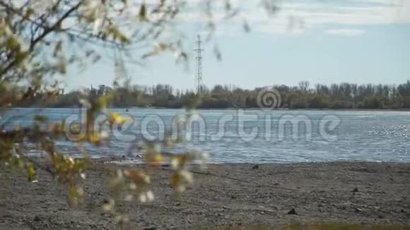 秋天柳树在河边的枝条视频的预览图