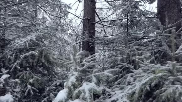 在喀尔巴阡山脉密集的云杉树枝缓慢地覆盖着雪视频的预览图