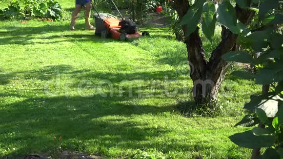 在花园院子里的花和果树之间男性园艺师割草4K视频的预览图